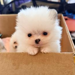 Versace (lime green) - Cream sable parti male Pomeranian puppy in Santa Ana,Ontario, California from Uniquepombabies