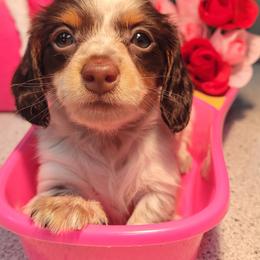 Gabby - Piebald female Dachshund puppy in Randolph, Texas from Spindle's Little Treasures