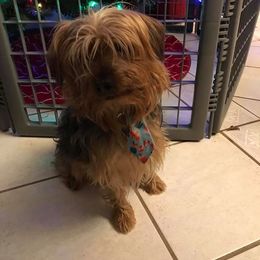 "Bogie" Biewer Terrier and Yorkshire Terrier All Grown Up from NorCal Terrier Kennel