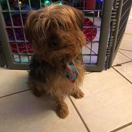 "Bogie" Biewer Terrier and Yorkshire Terrier All Grown Up from NorCal Terrier Kennel