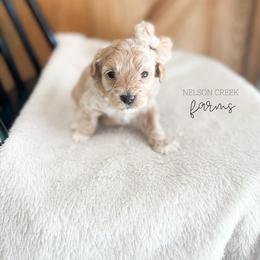 Pink - Lois Lane - Apricot female Maltipoo puppy in Huntsville, Texas from Nelson Creek Farms