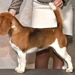 Maddie - Beagle
