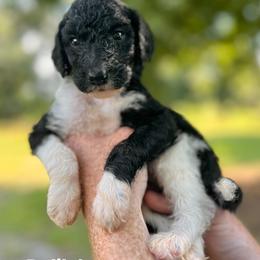 Delilah - Parti female Poodle puppy in Athens, Georgia from Alexander’s Standard Poodles