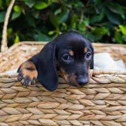 Raider - Black and tan male Dachshund puppy in Temecula, California from Naomi Magee's Dachshund Kennel