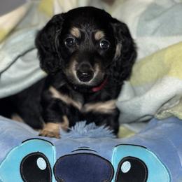Zero - Black and cream male Dachshund puppy in Ceres, California from Rockin' M’s LilBitty Dachshunds (LBD)