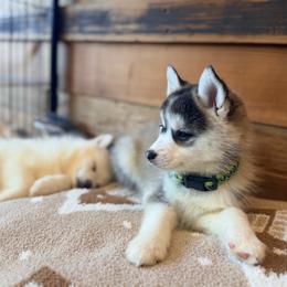 Apollo - Gray and white male Pomsky puppy in Oak Harbor, Washington from Island Pomskies