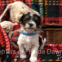 Biewer Terrier Puppies from Biewer Terriers of Florida Dawn