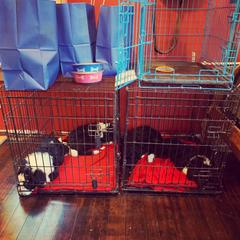 Bordoodle Puppies from Buffalo Ridge Bordoodles