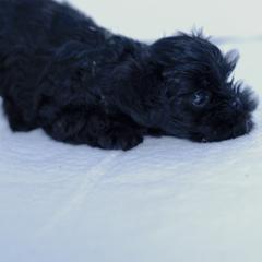 Affenpinscher and Lagotto Romagnolo Puppies from Skyfall and Morena