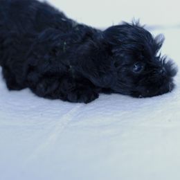 Affenpinscher and Lagotto Romagnolo Puppies from Skyfall and Morena