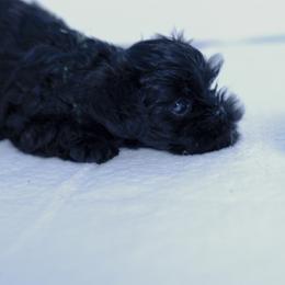 Affenpinscher and Lagotto Romagnolo Puppies from Skyfall and Morena