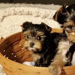 Bernedoodles and Yorkshire Terriers from Ellie's Cute as a Button Yorkies