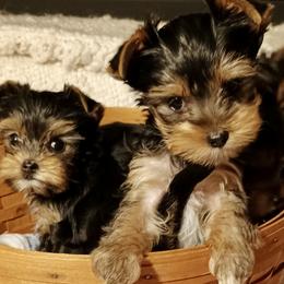 Bernedoodles and Yorkshire Terriers from Ellie's Cute as a Button Yorkies
