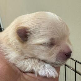 Ellie Mae - White female Pomeranian puppy in Cullman, Alabama from Dixie Darlings Pomeranians