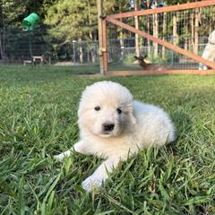 Mississippi (yellow collar) - White female Maremma Sheepdog puppy in Kalamazoo, Michigan from Wild at Farm
