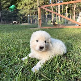Mississippi (yellow collar) - White female Maremma Sheepdog puppy in Kalamazoo, Michigan from Wild at Farm