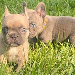 French Bulldogs from Oakmont Frenchies