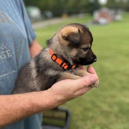 Orange Collar - Sable female German Shepherd puppy in Abingdon, Virginia from Roark German Shepherds
