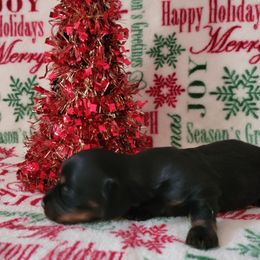 Girl 4 - Black and tan female Dachshund puppy in Klamath Falls, Oregon from Luvindoxys4u