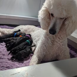 Poodle Puppies from Alue Standard Poodles