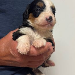 Girl 1 - Tri-color female Bernedoodle puppy in West Point, Iowa from Circle A Mini Goldendoodles and Mini Bernedoodles