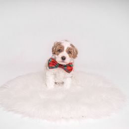Australian Labradoodle Puppies from Sunny Day Doodles