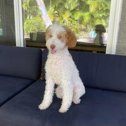 Goldendoodle Puppies from Aloha Sunset Doodles, LLC