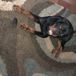 Rottweiler Puppies from Von Haenns Rottweilers