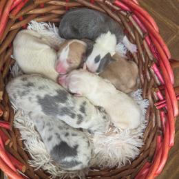 Border Collie puppies from Lake Ridge Border Collies