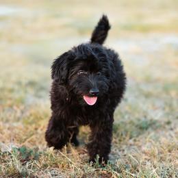 Moon - female Aussiedoodle puppy in Yantis, Texas from Marie Mini Aussies