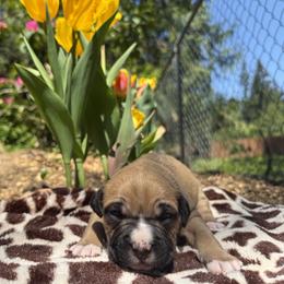 Girl 3 - Fawn female American Pit Bull Terrier puppy in Stanwood, Washington from Barajas Family Ranch