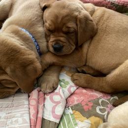 Labrador Retriever Puppies from Triple Threat Labradors