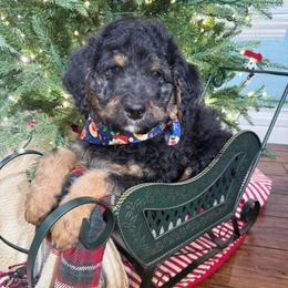 Mack - Phantom male Bernedoodle puppy in Buffalo, Illinois from Pear Tree Pups