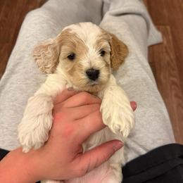 Basil - Red roan female Cockapoo puppy in Colorado Springs, Colorado from Colorado Cockapoos