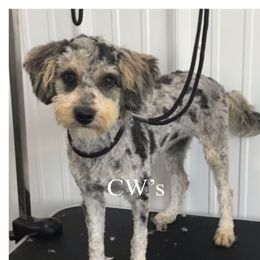 Phoenix  - Poodle
