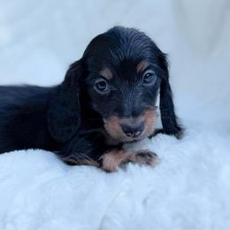 Bell - Black and tan female Dachshund puppy in Richmond, Virginia from Irresistible Dachshunds & Cavaliers