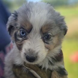 Miniature Australian Shepherd Puppies from D & L Mini Aussies