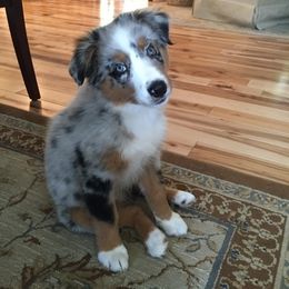 Australian Shepherd and Miniature Australian Shepherd Puppies from Holly Spring Farm Australian Shepherds