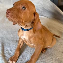Blue - Golden rust male Vizsla puppy in Maineville, Ohio from Izabella Vizslas
