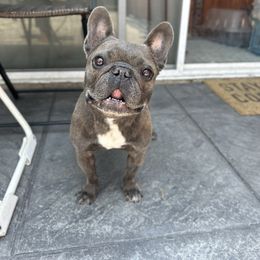 Indie - Blue female French Bulldog puppy in San Diego, California from California Dream Frenchies
