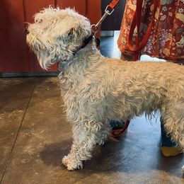 Case - Miniature Schnauzer