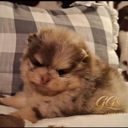 Gambler - Chocolate merle male Pomeranian puppy in Oologah, Oklahoma from GG's Pomeranians