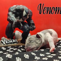 Venom - Blue white and tan male Rat Terrier puppy in Lynn, Alabama from Cryptic Rat Terriers