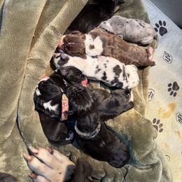 Chevelle - Mantle female Great Dane puppy in Prairieville, Louisiana from Southern Barron Danes & Dachshunds