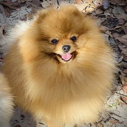 Rollie - Pomeranian