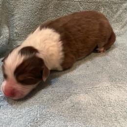 Minnie - Red tri-color female Australian Shepherd puppy in Hammond, Louisiana from Gold Ring Australian Shepherds