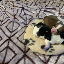 Dachshund Puppies from Wee Doggies Inc Just Dachshunds