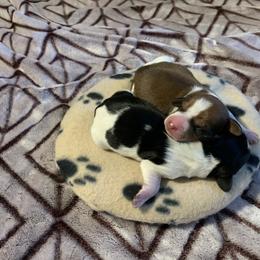 Dachshund Puppies from Wee Doggies Inc Just Dachshunds