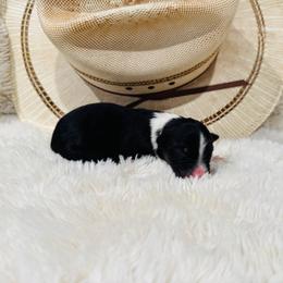 'Olaf' - Black tri-color male Australian Shepherd puppy in Durand, Wisconsin from Larson’s Legacy Aussome Aussie Kennels