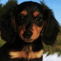 Dachshunds from Nickledachs Miniature Dachshunds